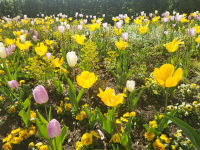 Landesgartenschau Höxter Remtergarten