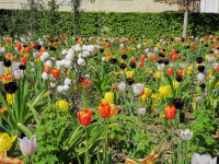 Landesgartenschau Höxter Remtergarten