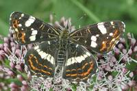 Stark gefährdeter Schmetterling im Mindener Wald