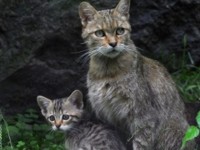 Erste Ergebnisse bundesweiter Wildkatzeninventur