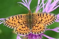 Schmetterling des Jahres 2013