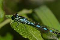 Die Speer-Azurjungfer ist „Libelle des Jahres 2013“