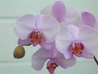 Guter Rat für Orchideenfreunde