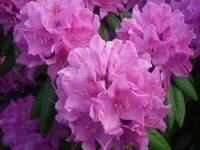 Führung im Berggarten: Rhododendron