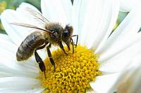 Neonikotinoide sind mitverantwortlich für Bienensterben