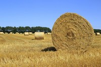 Viele Millionen für die industrielle Landwirtschaft