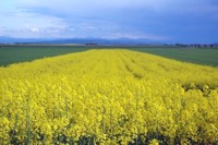 EU-Parlament fördert weiter Biosprit