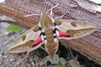 „Wolfsmilchschwärmer“ ist Schmetterling des Jahres 2014