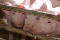 Inakzeptable Hormon-Anwendungen in der Schweinezucht