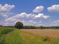 Jetzt Trendwende für heimisches Bio einleiten