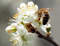 Auszeichnung für die Bienen-AG der Uni Bielefeld