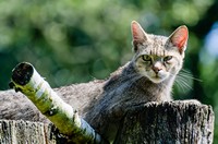 Zwei Drittel der Arten und Lebensräume gefährdet