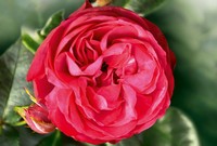Königliche Gartenkunst: Prinz Andrew taufte neue Rose der Herrenhäuser Gärten
