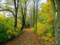 Neue Laubwälder braucht das Land