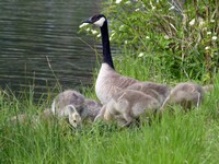 Verdacht auf Geflügelpest bei Wildvögeln bestätigt