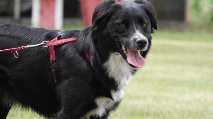 Anleinpflicht für Hunde Generelle Anleinpflicht für Hunde während der Brut- und Setzzeit