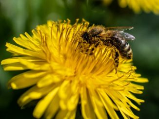 Biene-Bienensterben