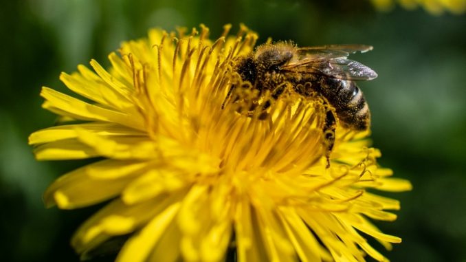 Biene-Bienensterben