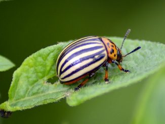 Ungeliebte Besucher abwehren