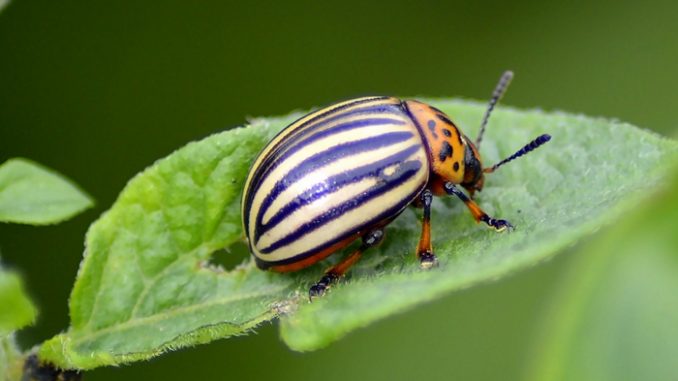 Kartoffelkäfer Ungeliebte Besucher abwehren
