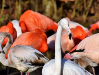 Hannover - Tiergartenfest am 13. Oktober