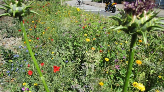 Blumenwiese an der Auffahrt zur Marienstraße