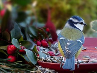 NABU Zählaktion: Stunde der Wintervögel