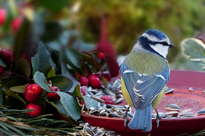 NABU Zählaktion: Stunde der Wintervögel