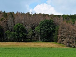 Kampf gegen Klimakrise kann Wälder retten