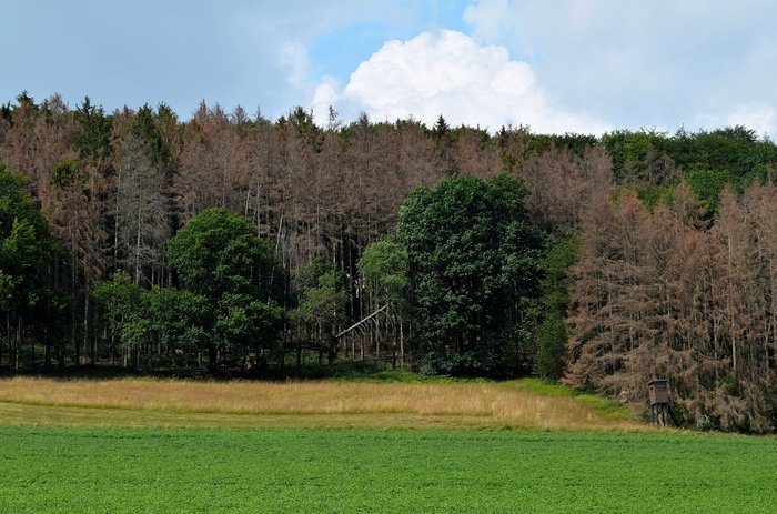 Kampf gegen Klimakrise kann Wälder retten