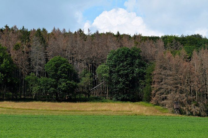 Waldsterben Kampf gegen Klimakrise kann Wälder retten
