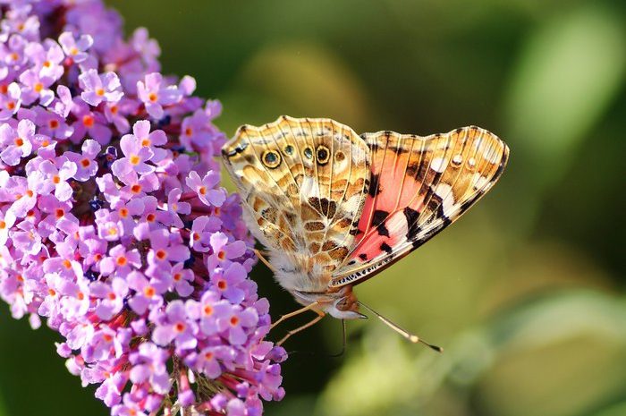 Globales Insektensterben