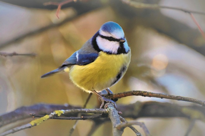 Blaumeise