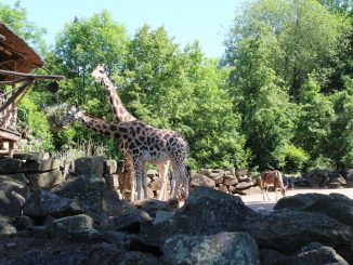 Tiergarten Hannover