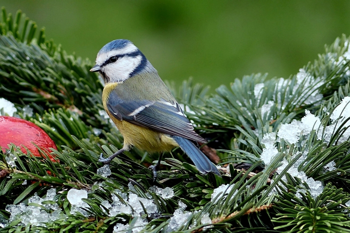 Blaumeise Blaumeise