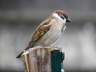 Vogelzählung