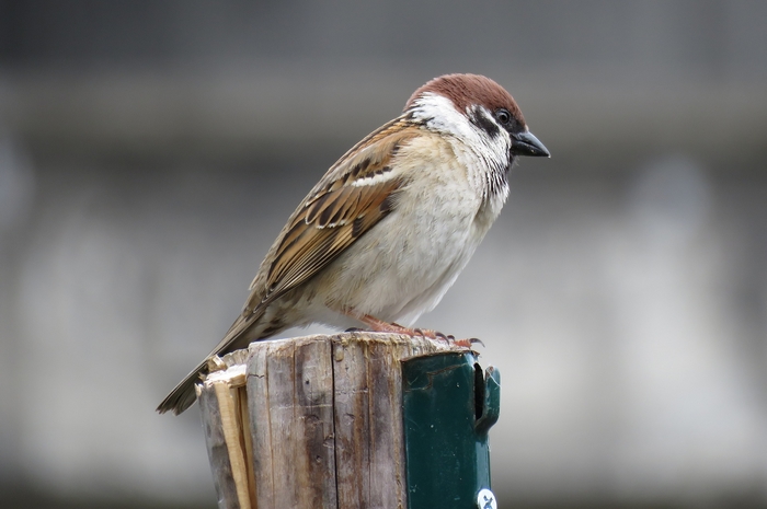 Vogelzählung Stunde der Wintervögel Vogelzählung