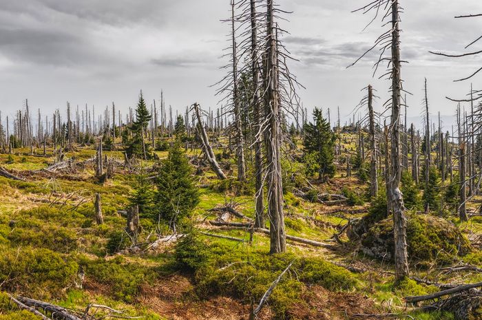 Wald in Westfalen-Lippe geht es schlecht