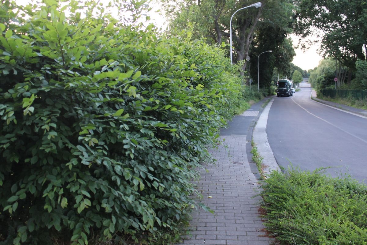 Hecke Bremer Straße