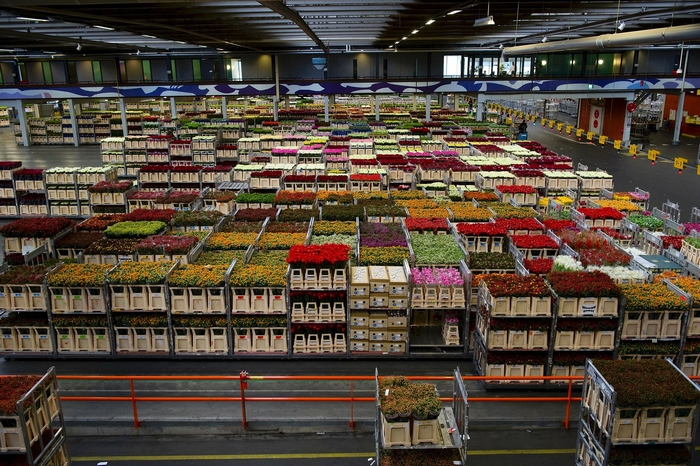 Blumen Plastikmüll Blumen Plastikmüll