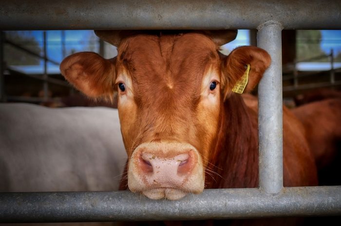 Klimaschutz Tierhaltung Klimaschutz Tierhaltung