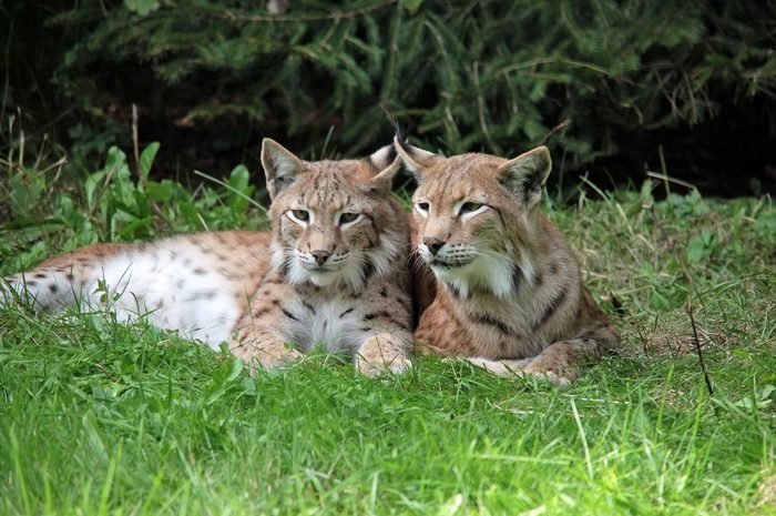 Luchse brauchen Wälder zum Überleben