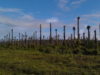 Palmöl-Futtermittel aus entwaldungsfreiem Anbau