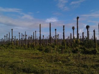 Palmöl-Futtermittel aus entwaldungsfreiem Anbau