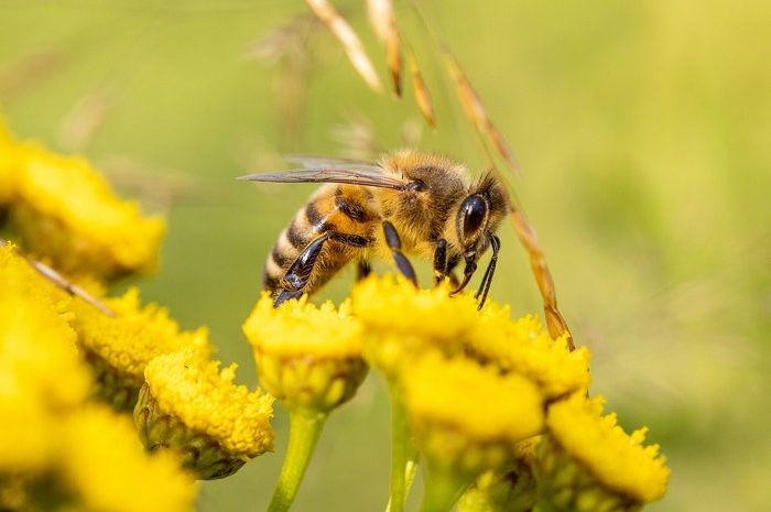 Biene Bienen und Bauern retten