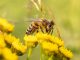 Bienen und Bauern retten