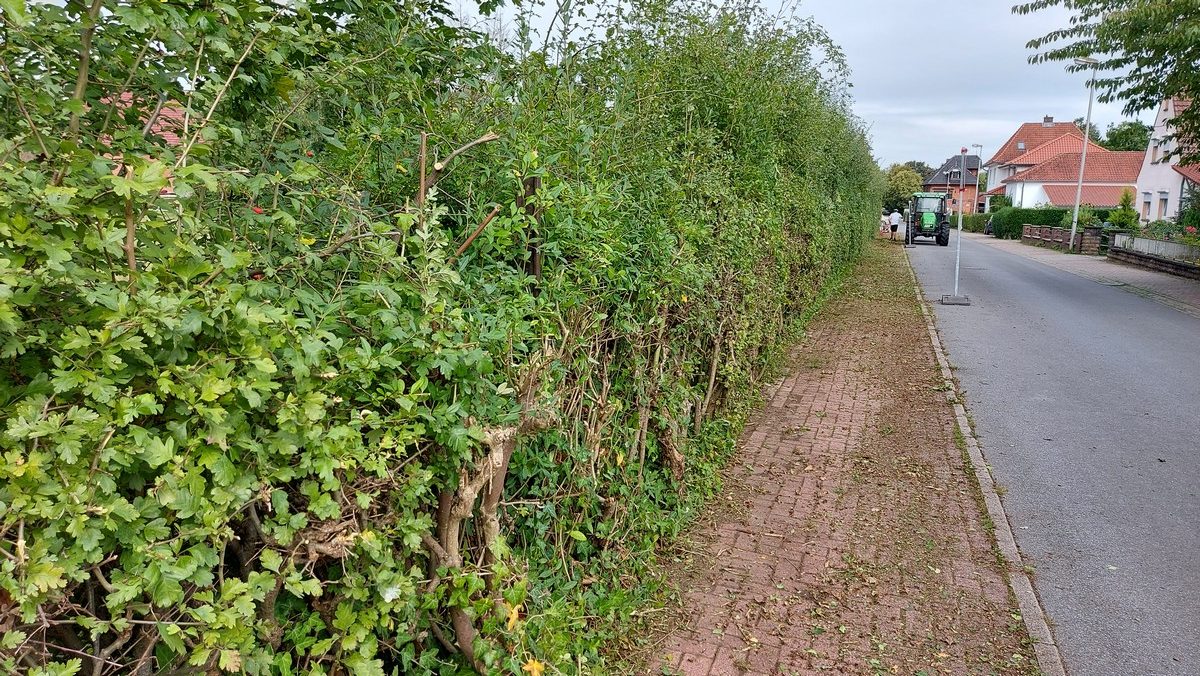 Hecke_Gartenringstr