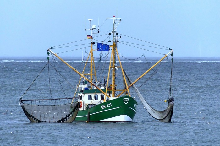 Fischerei Vier wichtige Fischpopulationen für die Fischerei nicht mehr nutzbar