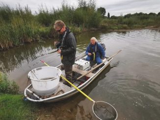 Weser - Lebensraum für Fische