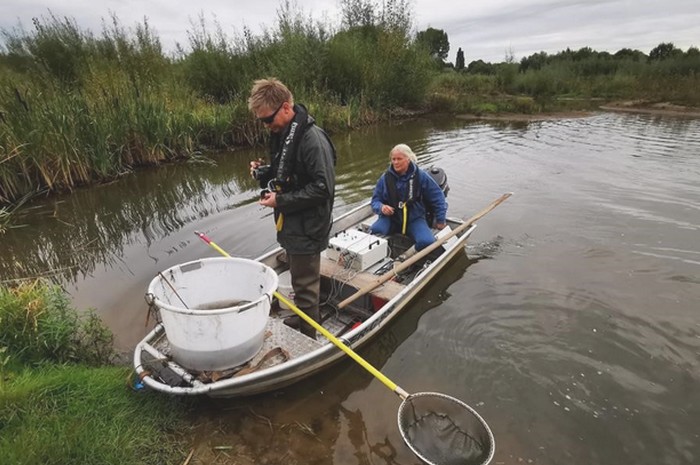 Weser - Lebensraum für Fische